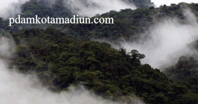 Hutan Mistis Monteverde Kosta Rika